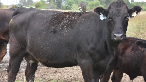 Black cow standing in a grassy field with other cows nearby.  Horn flies can be seen on her back.