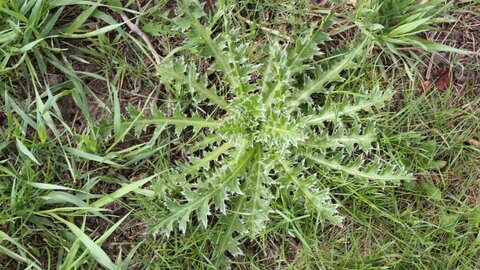 Thistle