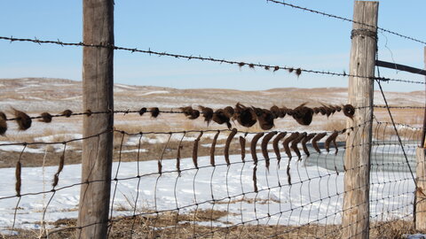 Cattle running on fence, leaving hairballs, from cattle lice irritation.