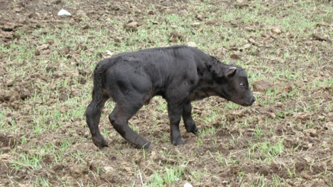 Prevent calf abnormalities by managing beef cow diets - MSU Extension
