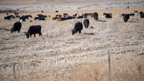 Cattle grazing windrowed summer annuals