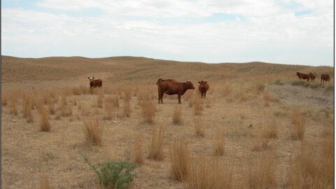 cattle graizing in a dry pasture