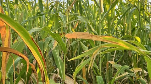 Sorghum sudan grows under a clear blue sky, with tall green and yellow stalks in sunlight.