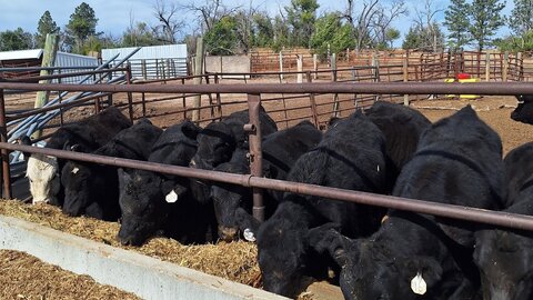 Weaned calves eating at the bunk (Photo credit: Karla Wilke)