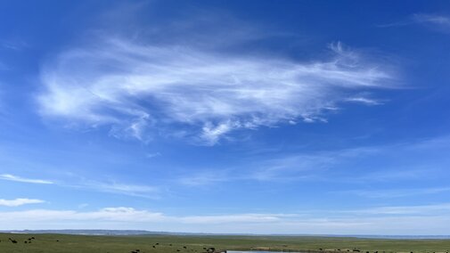Nebraska cattle near pond on grassland