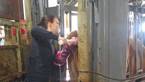 Ultrasounding pregnancy in cow