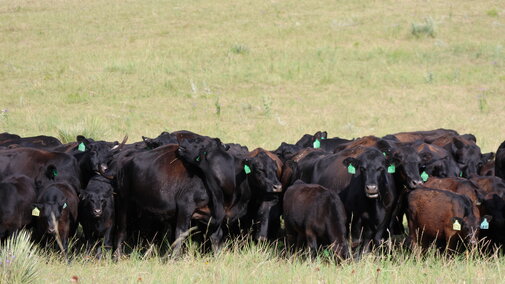 black cows bunched up in the pasture