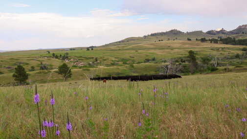 Cows grazing