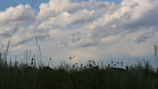 a pasture with clouds in the background