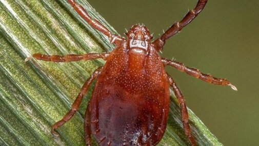 A brown tick
