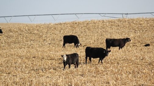 Cattle grazing on residue