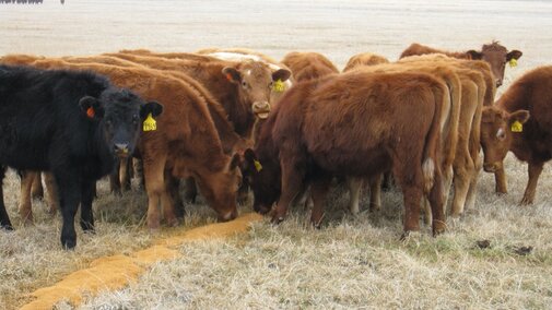 cattle feeding from ground