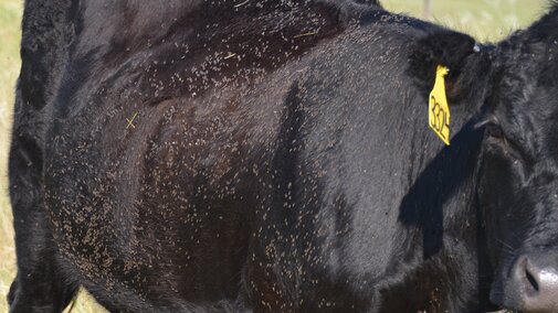 214 horn flies on the side of an animal- over the economic threshhold.
