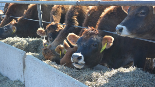Cattle eat feed out of a cement bunk