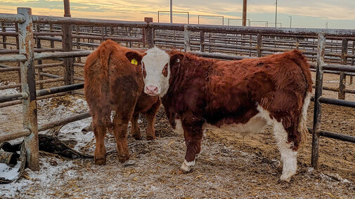 4H steers