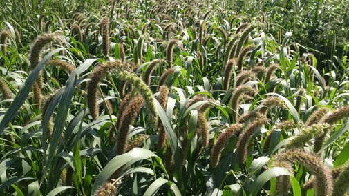 Annual forages.  Photo credit: Troy Walz