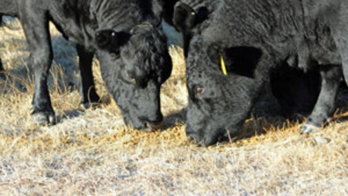 Cows grazing in a field