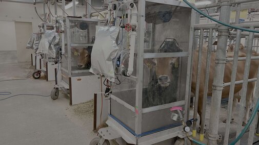 Cows enclosed in ventilated metabolic chambers in a laboratory setting to measure methane released.