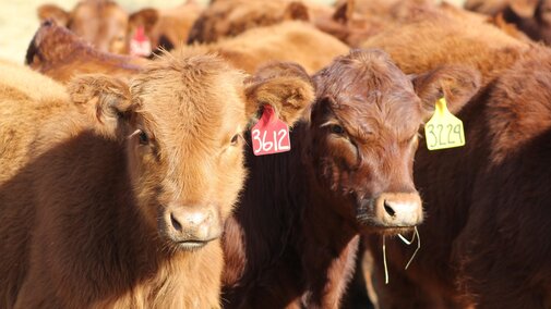 Backgrounded calves