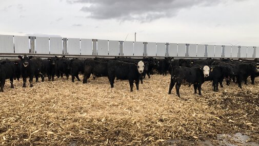 Cattle in bedded feedyard