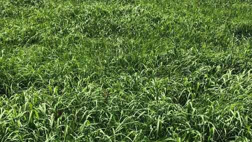 brome grass