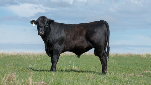 Bull on pasture