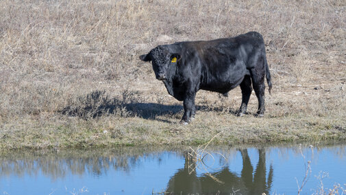 Bull in pasture by a pond