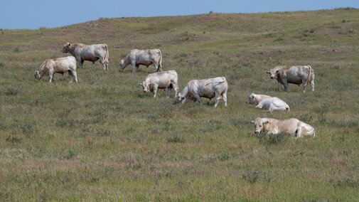 bulls in a field