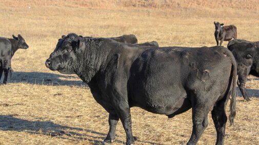 Bull