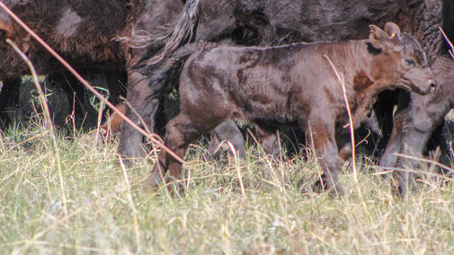 Calf at branding