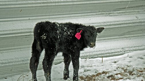 calf windbreak