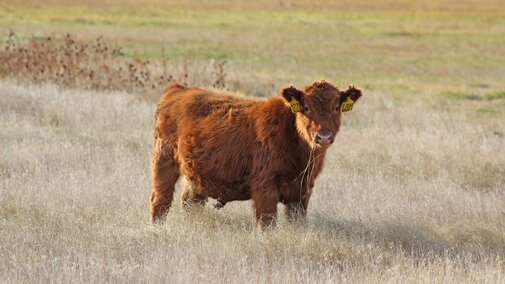 Weaned calf on meadow