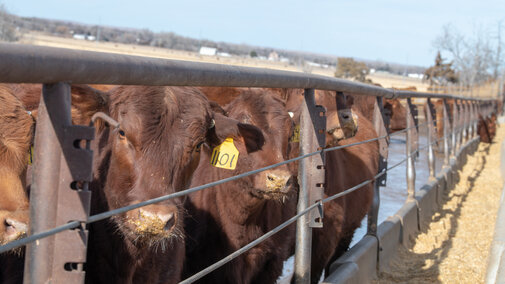 Calves at bunk