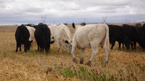 Cattle grazing on millet
