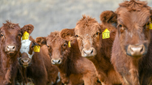 Weaned calves