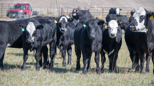 Calves