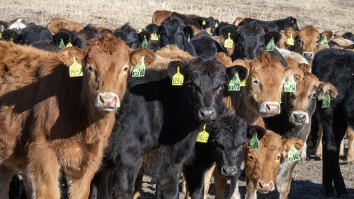 Calves in a pasture