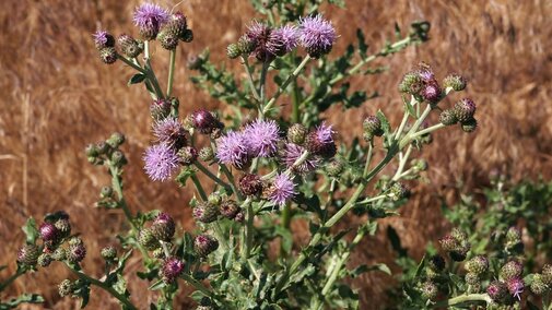 Canada thistle in flowering stage