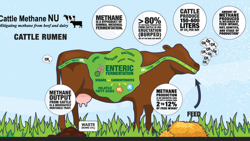 Graphic of methane production in ruminants