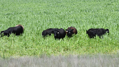 Cattle grazing annual forages Photo Credit: Troy Walz