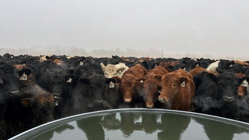 Cattle gathered around a water trough on a foggy day.