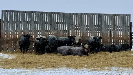 Cattle on bedding