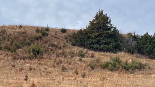 Seeds and seedlings will spread up to 200 yards from an eastern red cedar seed source.  (Photo credit: Bethany Johnston)