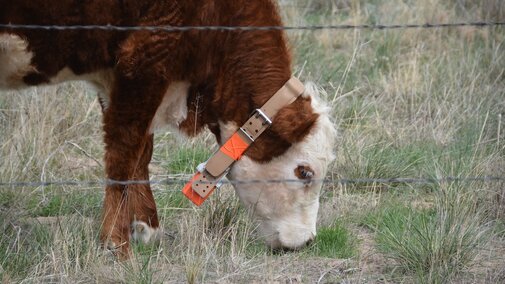 heifer grazing cheatgrass