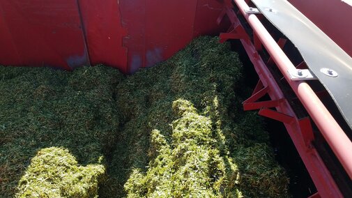Chopped silage