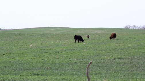 Spring cover crop grazing