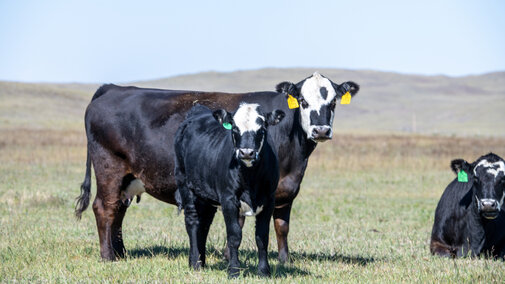 Cow and calf in pasture 