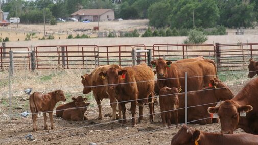 Cows and calves confined for feeding during a drought.  Photo credit: Karla Wilke