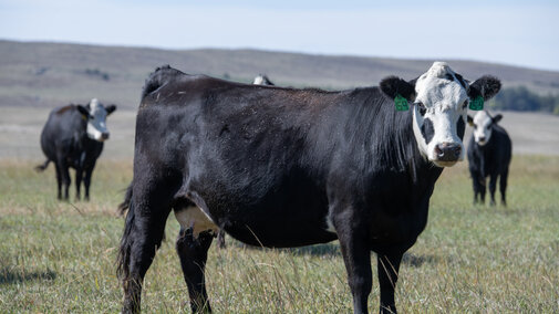 Cows on pasture