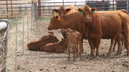 Cows and Calves